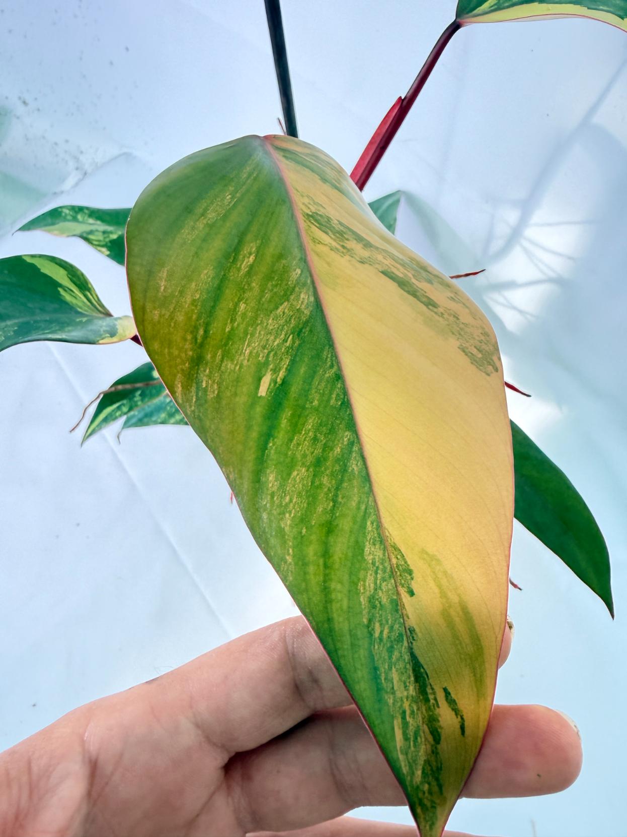 Philodendron Strawberry Shake variegata 04