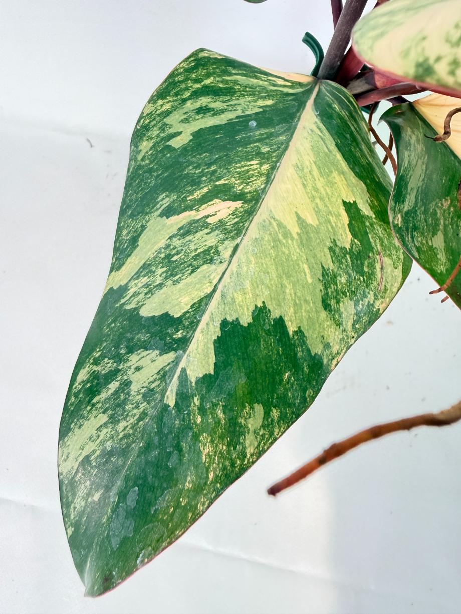 Philodendron Strawberry Shake variegata 05