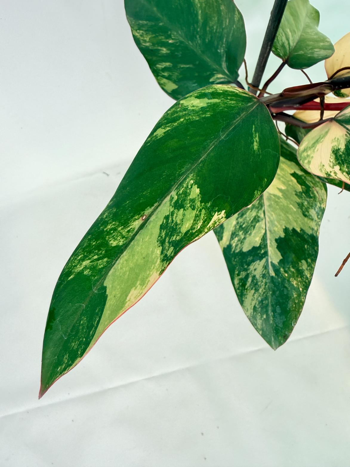 Philodendron Strawberry Shake variegata 06