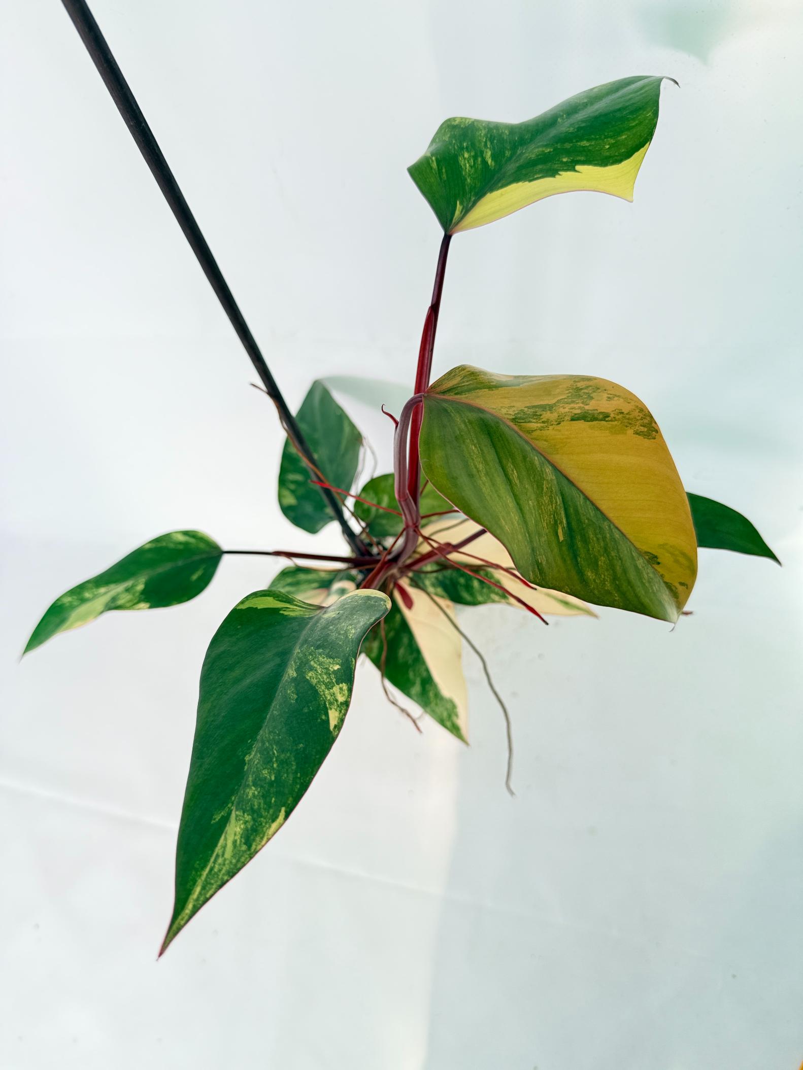 Philodendron Strawberry Shake variegata 07