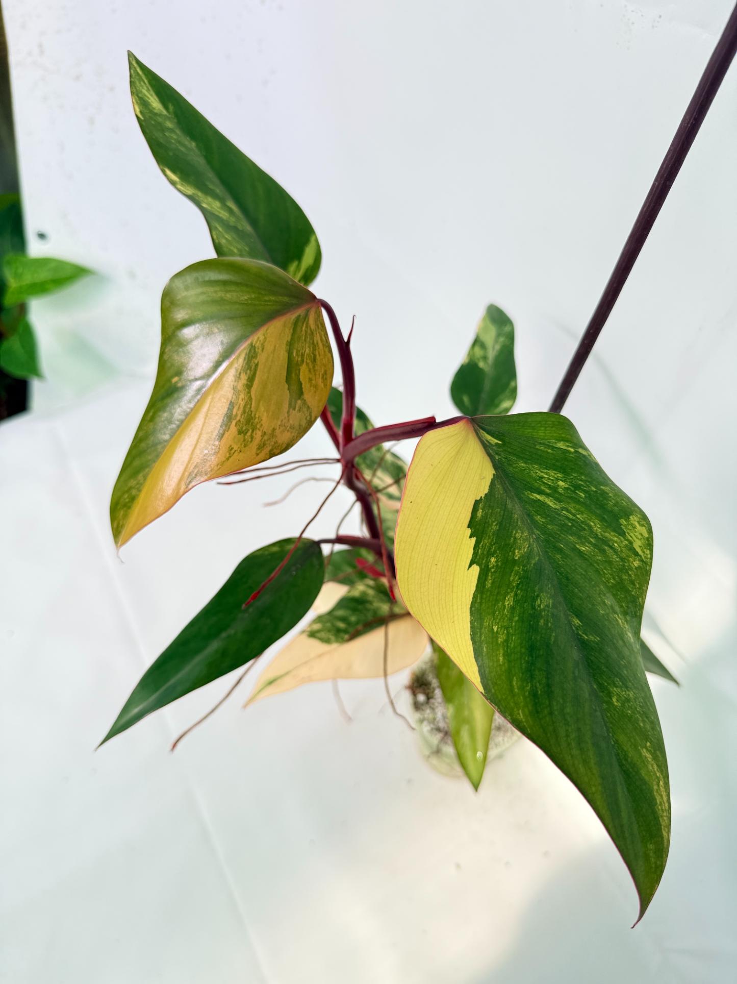 Philodendron Strawberry Shake variegata 08