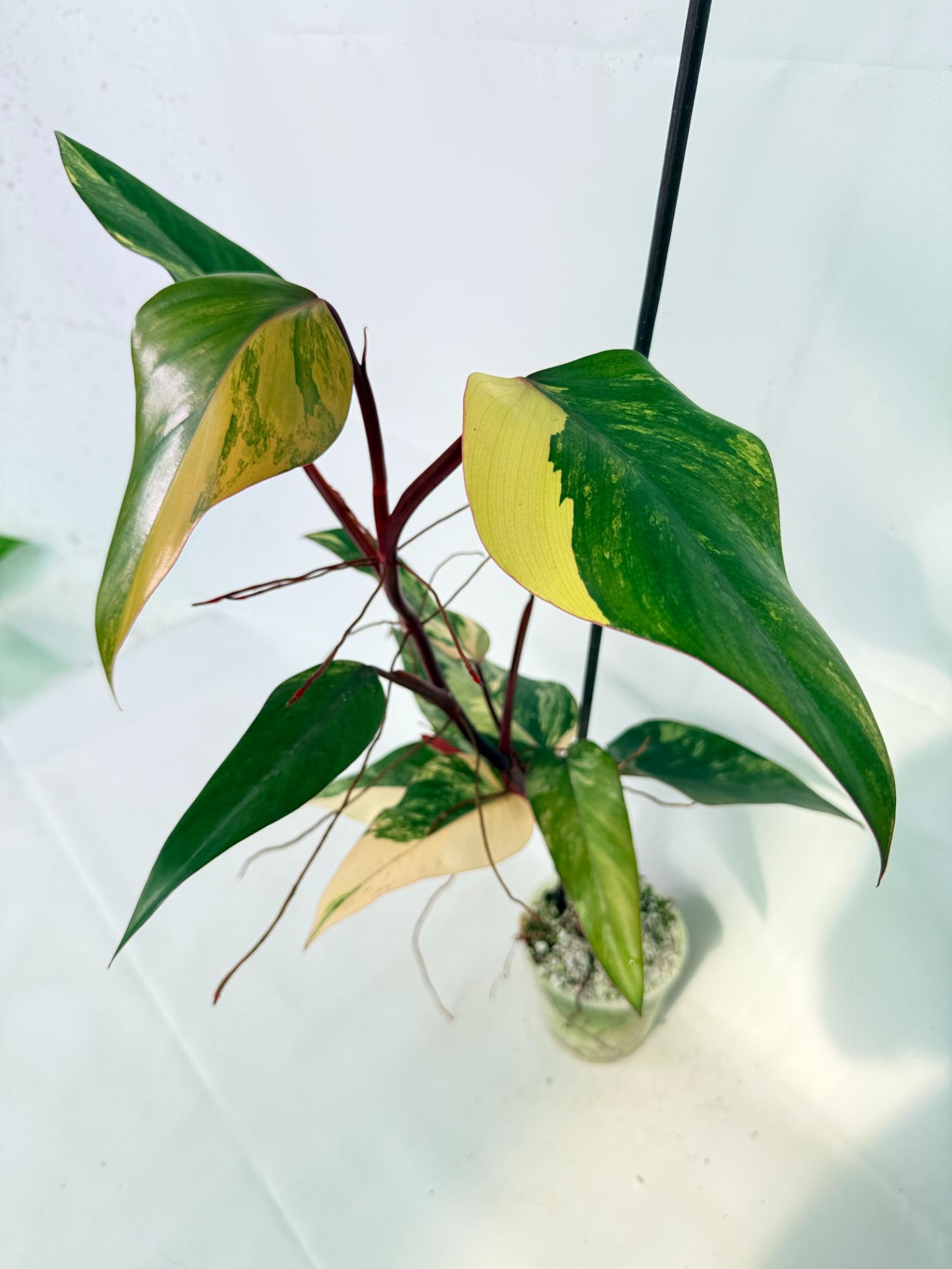 Philodendron Strawberry Shake variegata 01