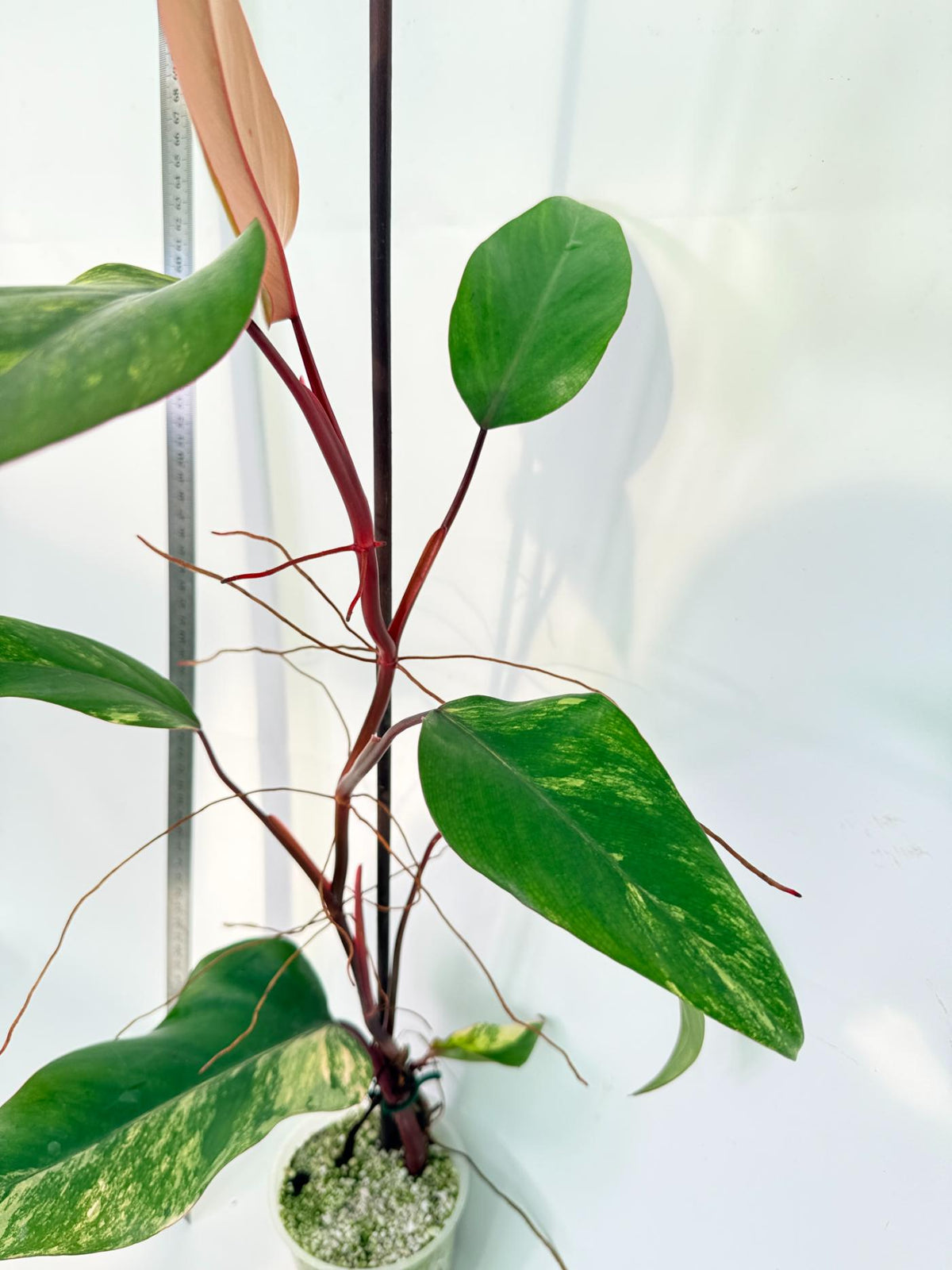 Philodendron Strawberry Shake variegata 11