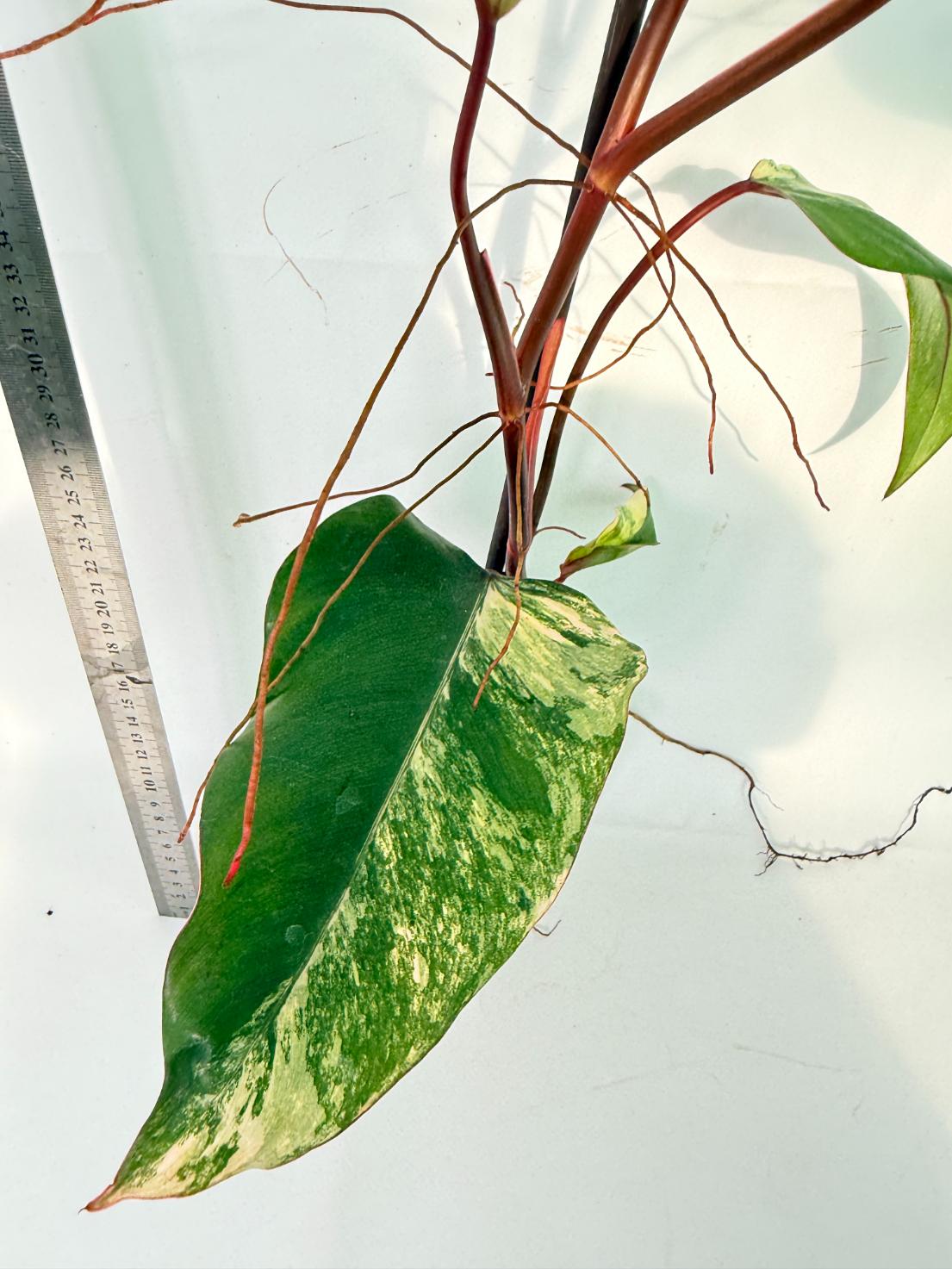 Philodendron Strawberry Shake variegata 5