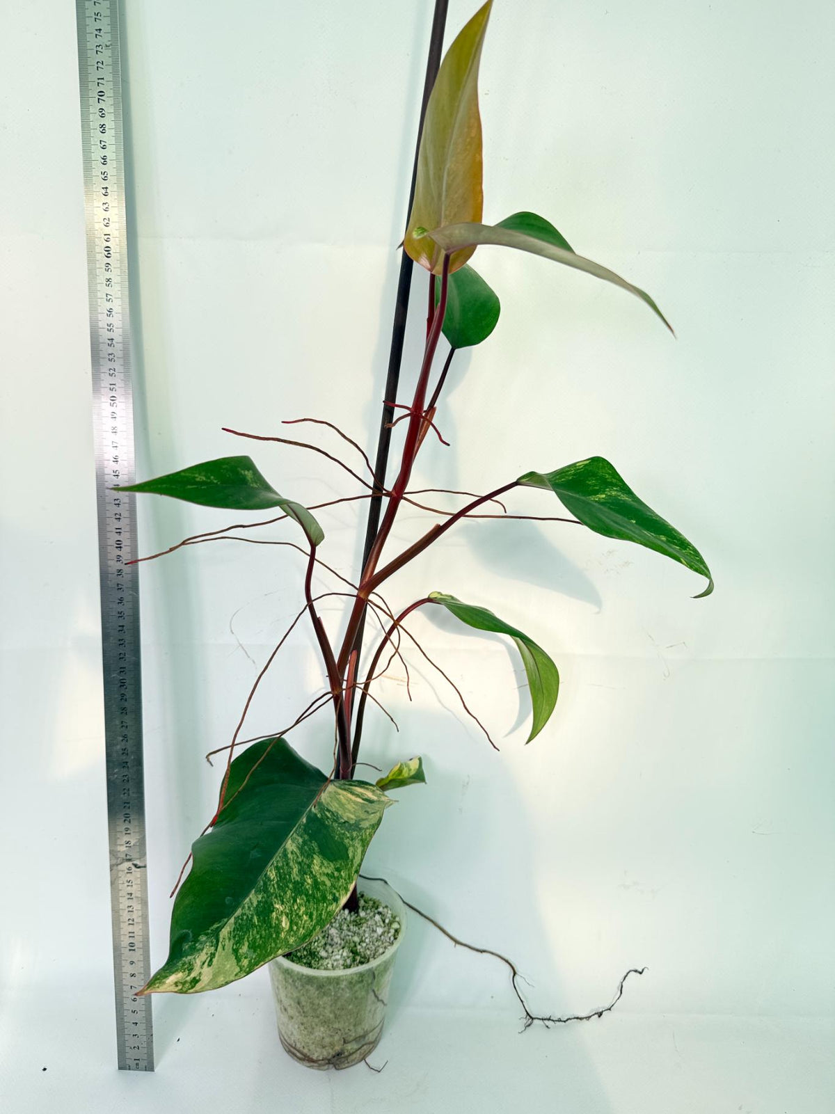 Philodendron Strawberry Shake variegata 10