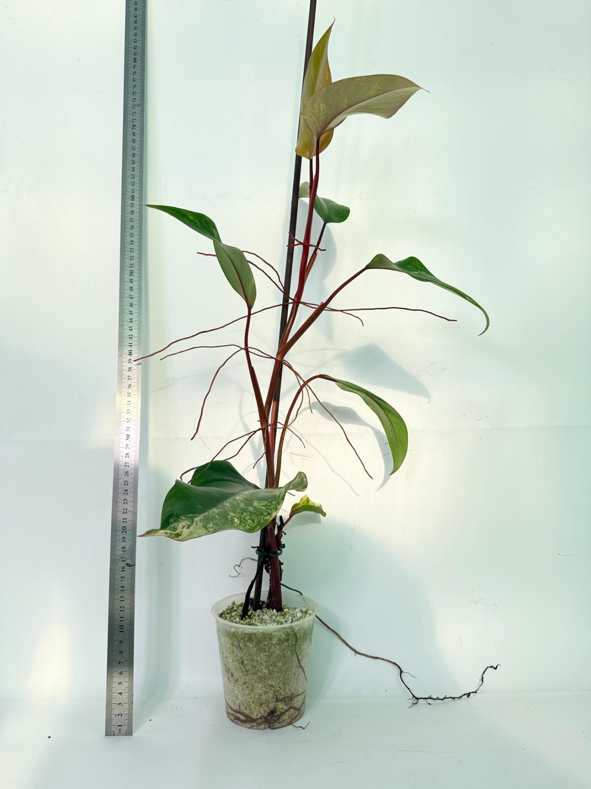 Philodendron Strawberry Shake variegata 4