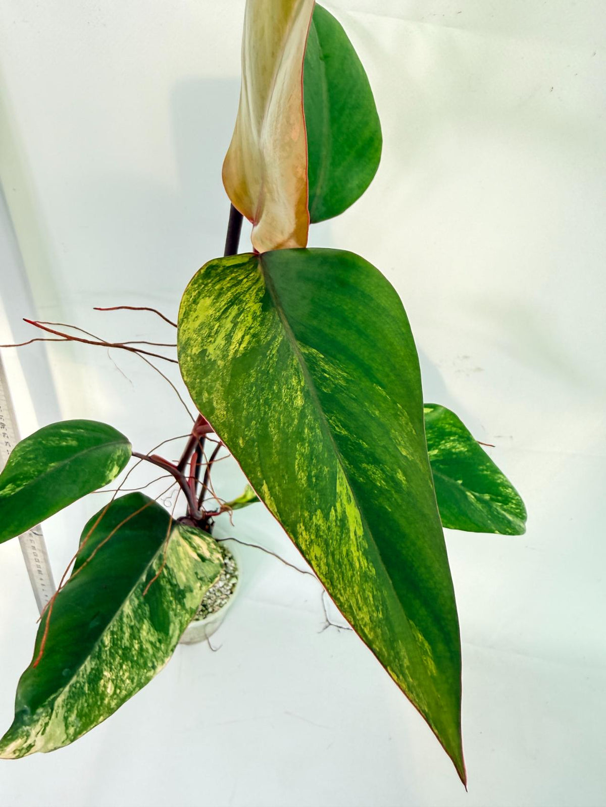 Philodendron Strawberry Shake variegata 1