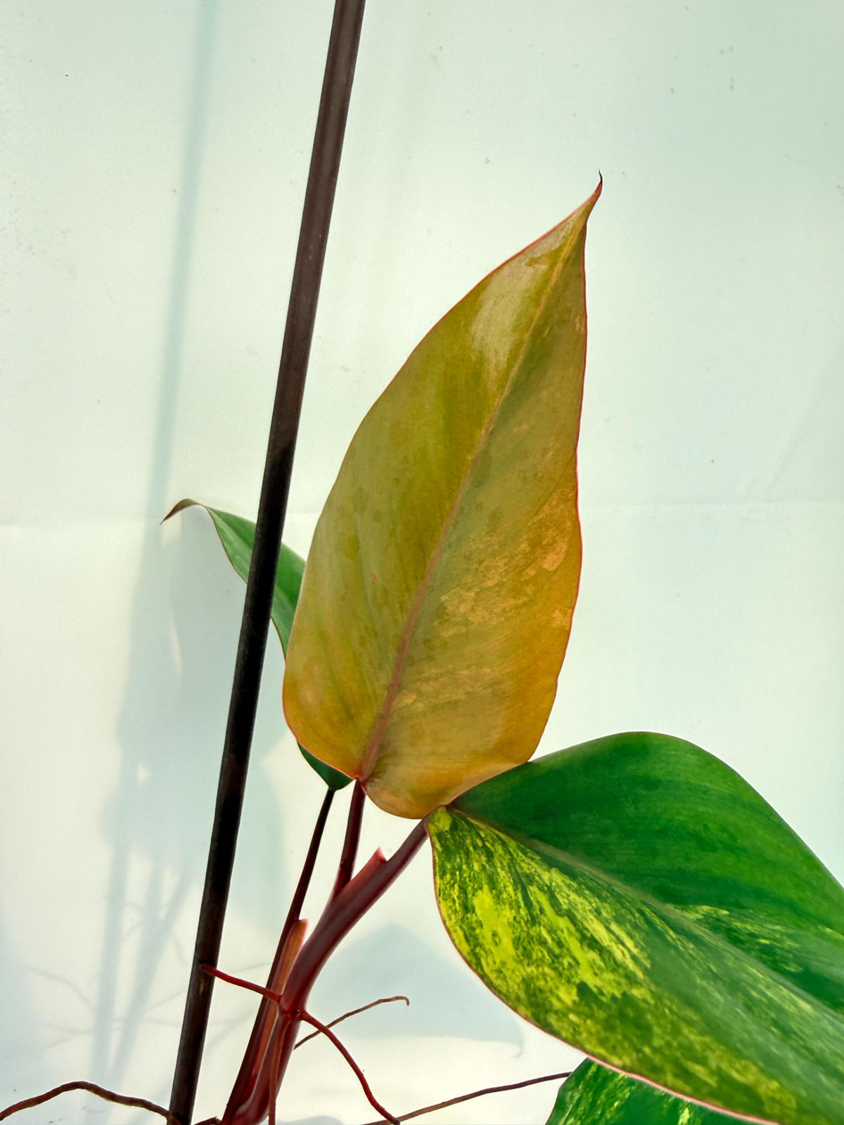 Philodendron Strawberry Shake variegata 2