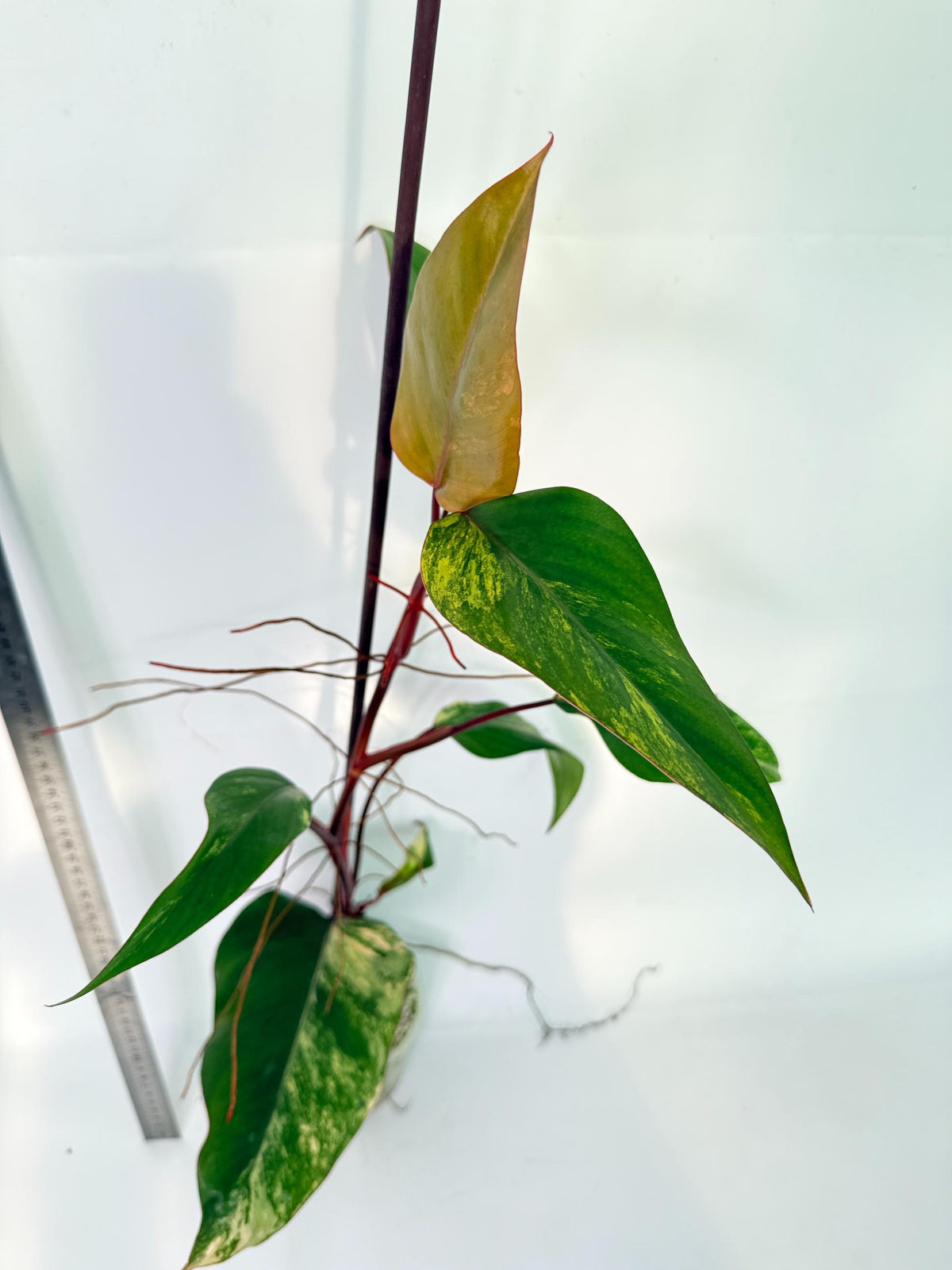 Philodendron Strawberry Shake variegata 7