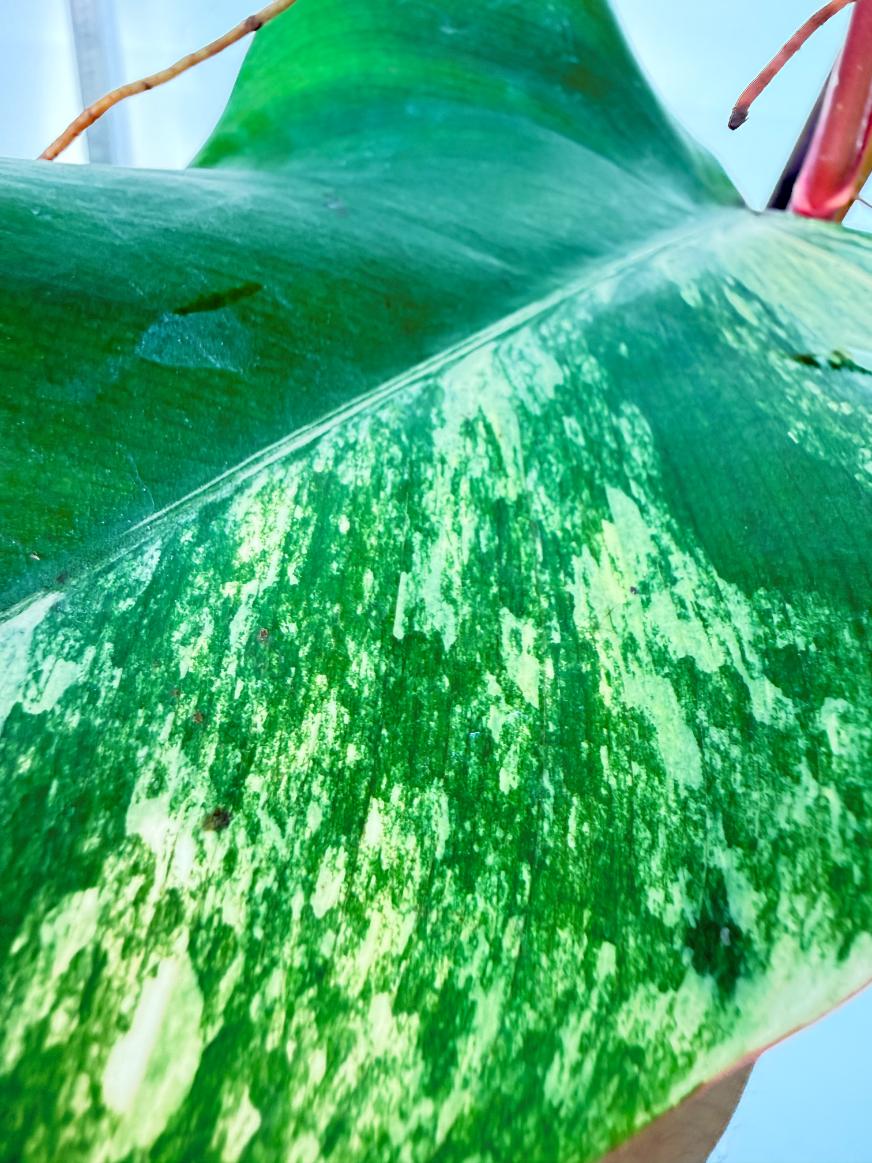 Philodendron Strawberry Shake variegata 3