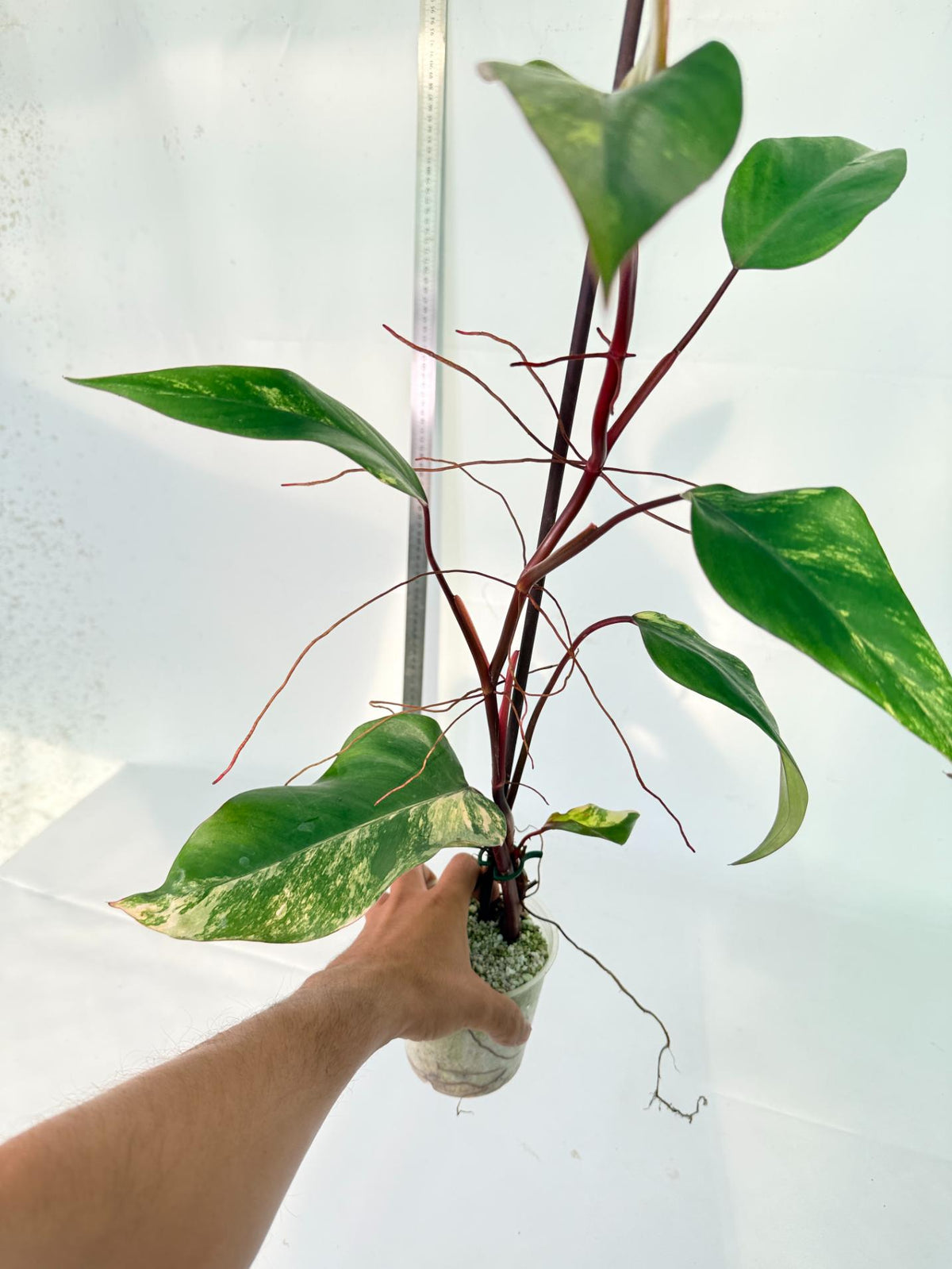 Philodendron Strawberry Shake variegata 9