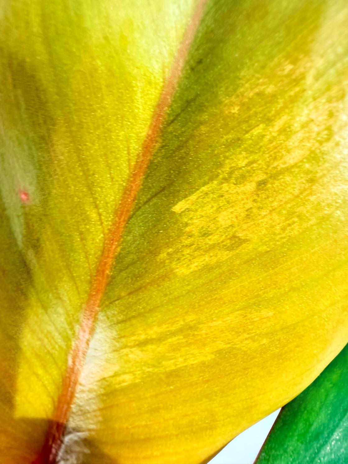 Philodendron Strawberry Shake variegata 8