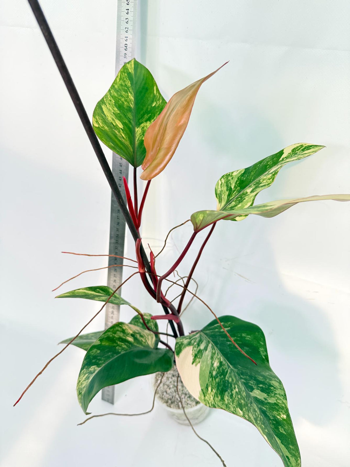 Philodendron Strawberry Shake variegata 3