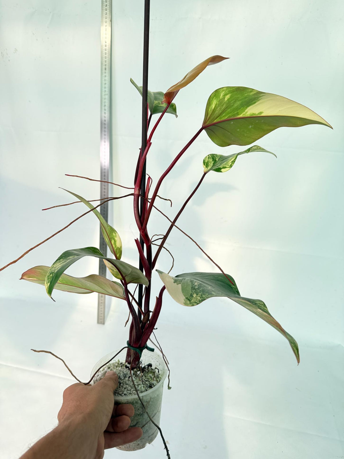 Philodendron Strawberry Shake variegata 10