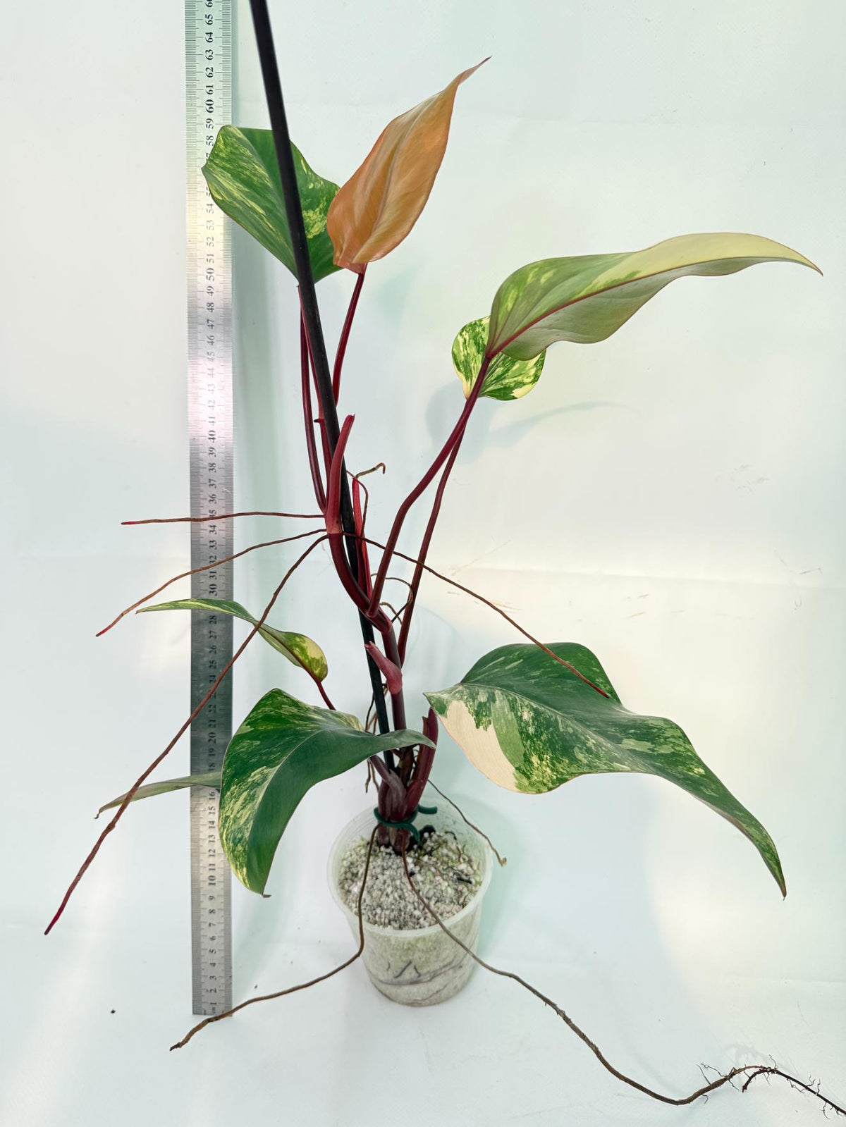 Philodendron Strawberry Shake variegata 11
