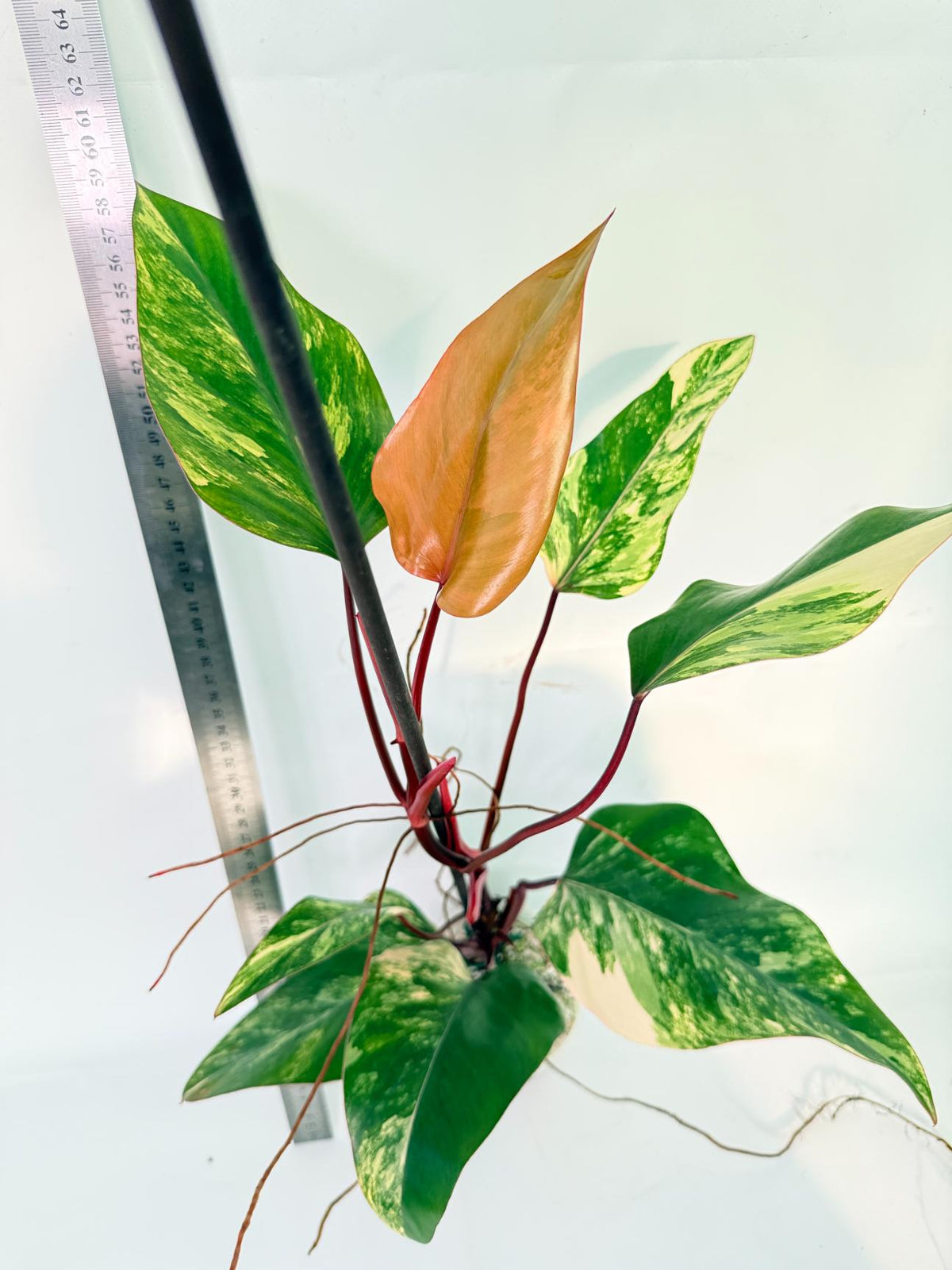 Philodendron Strawberry Shake variegata 1