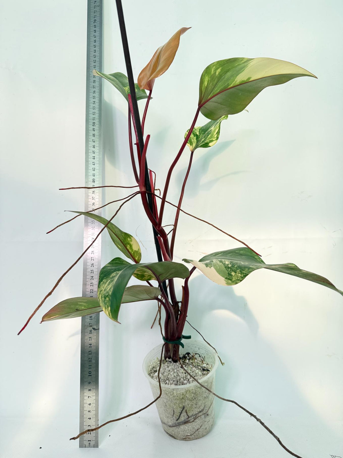 Philodendron Strawberry Shake variegata 7