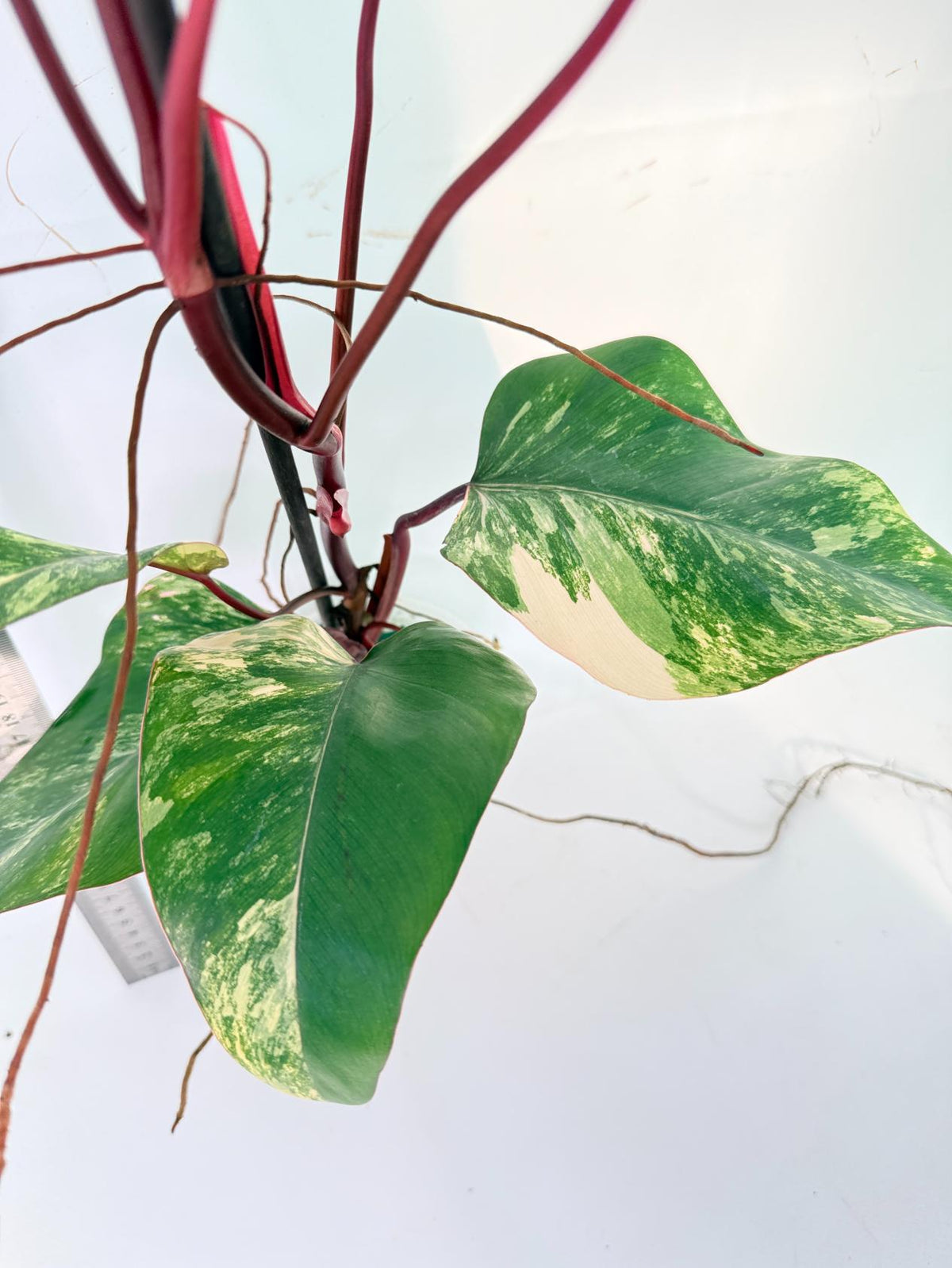 Philodendron Strawberry Shake variegata 9