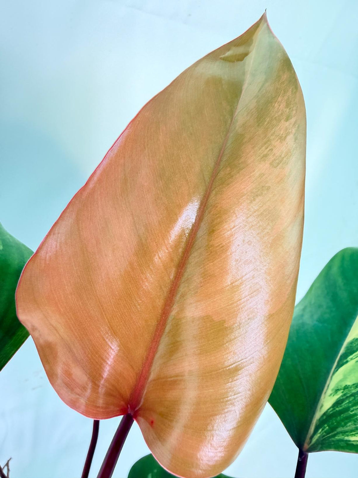 Philodendron Strawberry Shake variegata 4