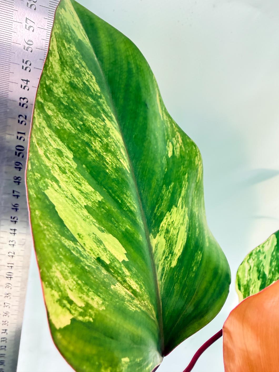 Philodendron Strawberry Shake variegata 6