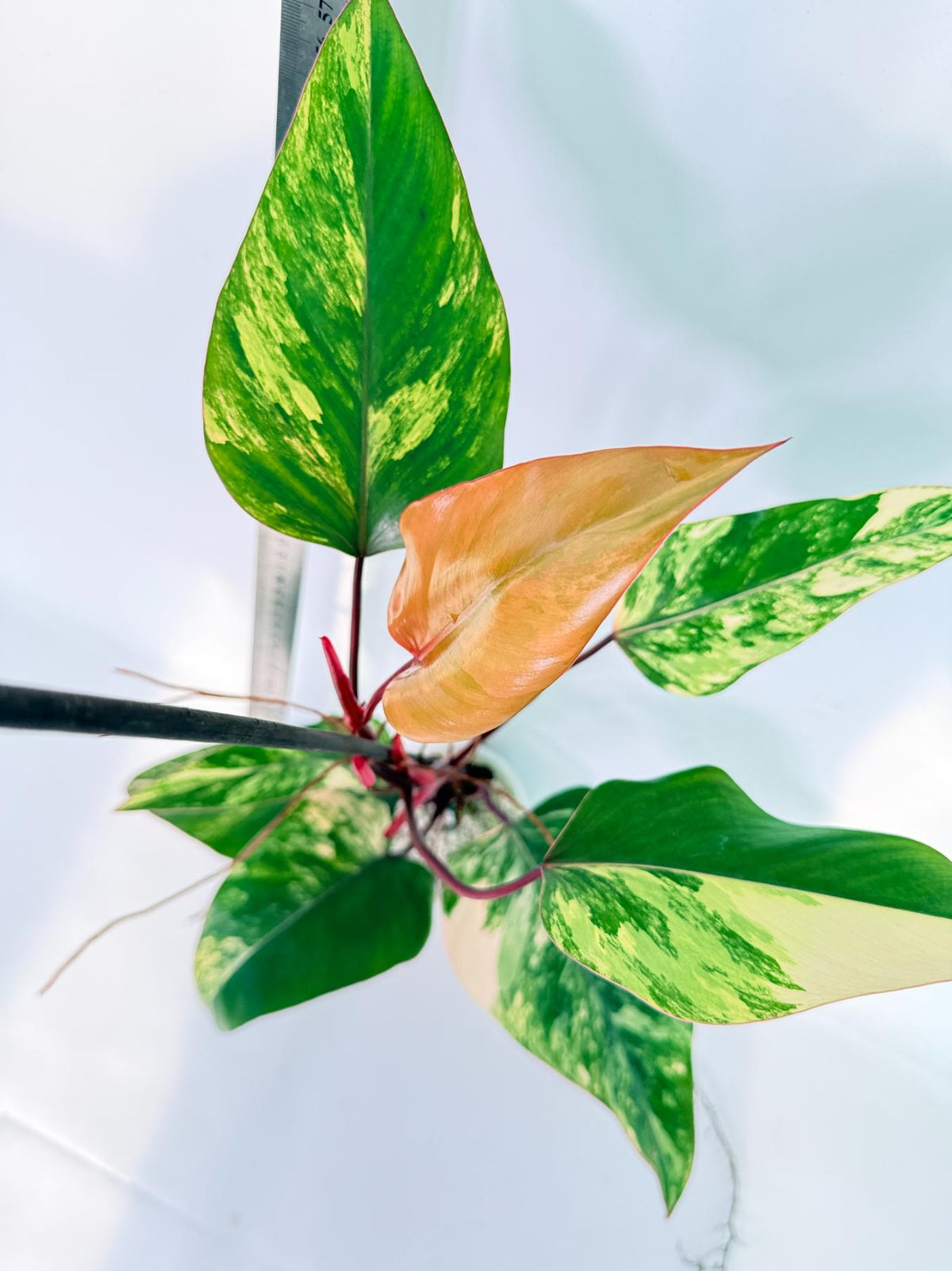 Philodendron Strawberry Shake variegata 12