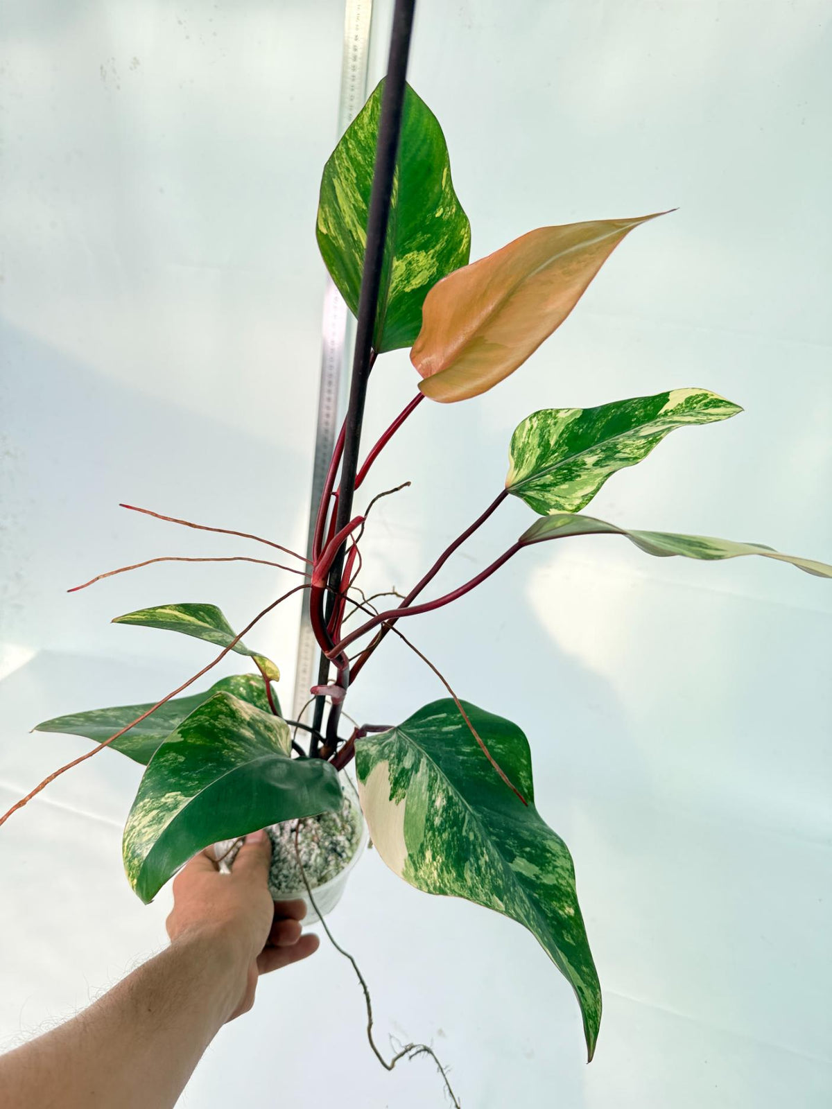 Philodendron Strawberry Shake variegata 5