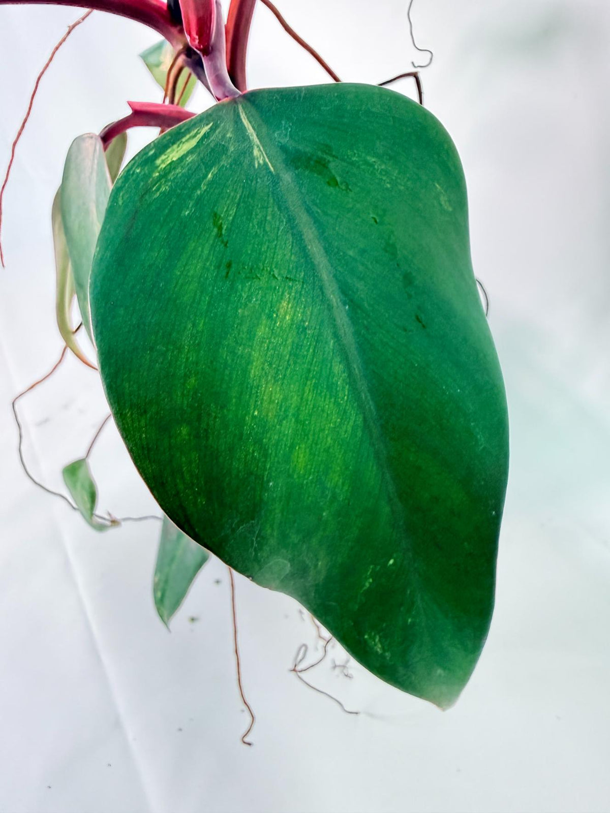 Philodendron Strawberry Shake variegata Large 08