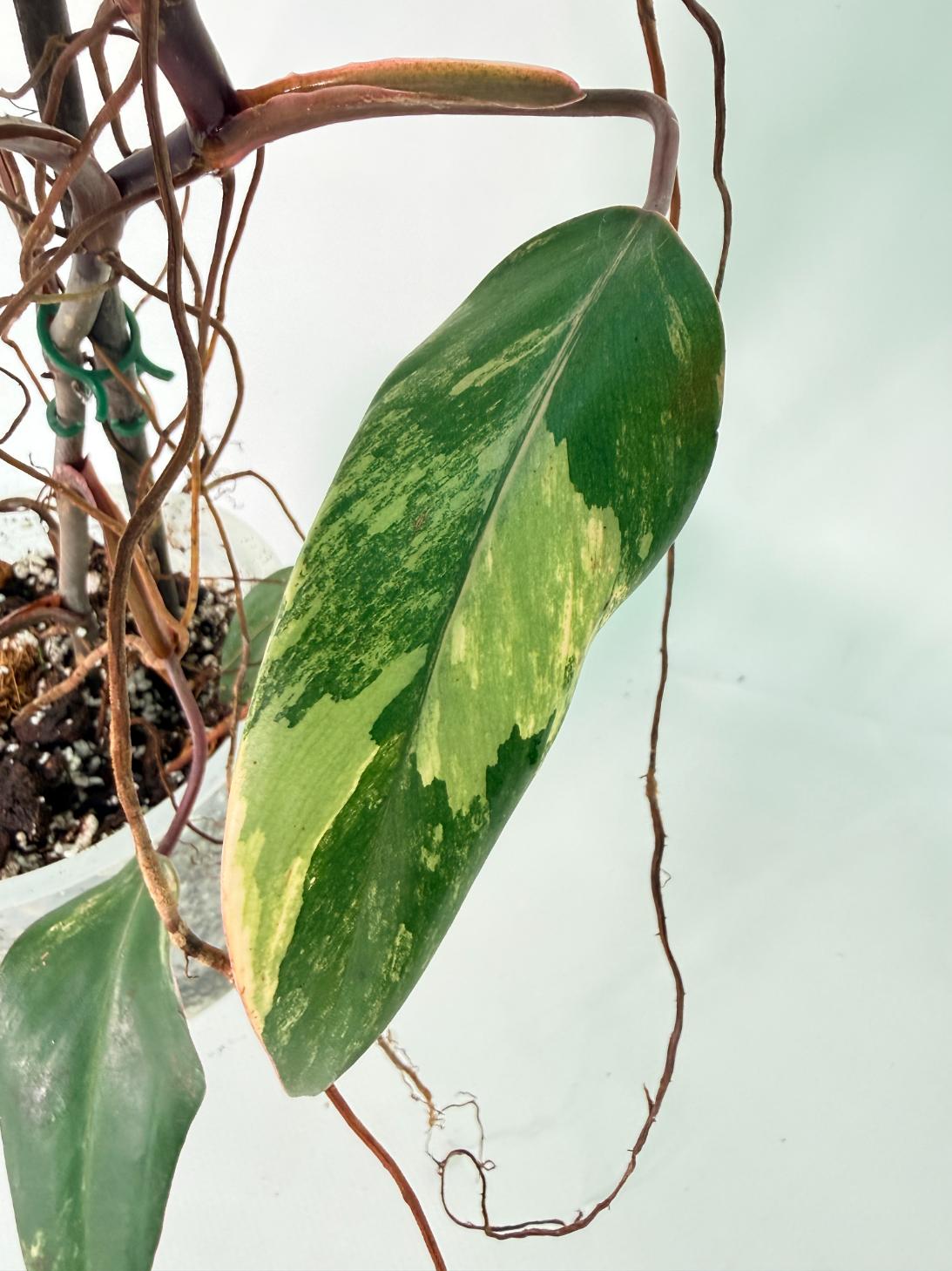 Philodendron Strawberry Shake variegata Large 09