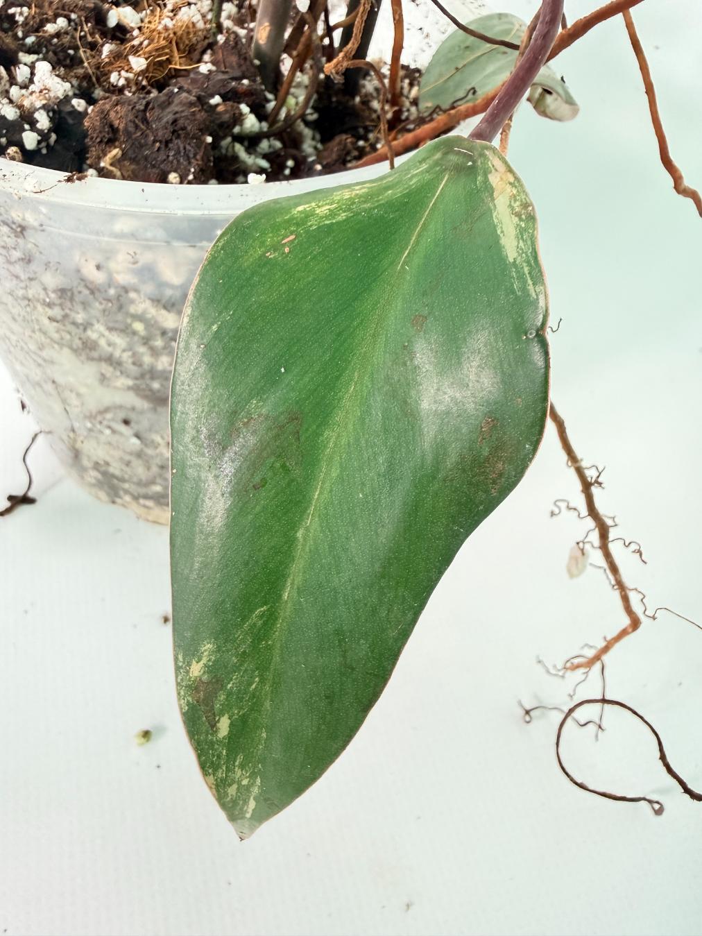 Philodendron Strawberry Shake variegata Large 10