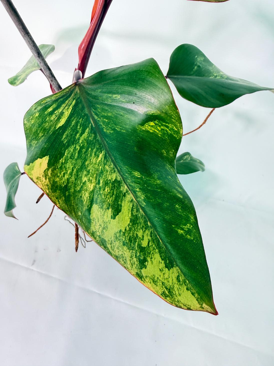 Philodendron Strawberry Shake variegata Large 11