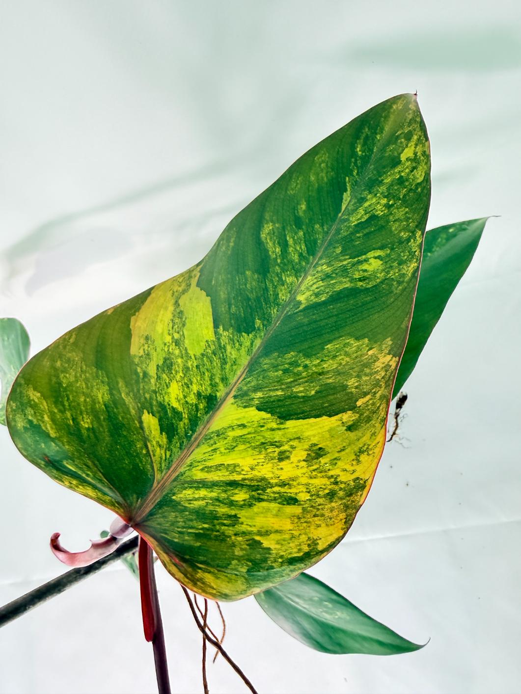 Philodendron Strawberry Shake variegata Large 12