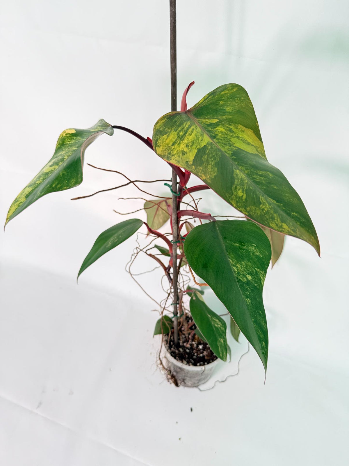 Philodendron Strawberry Shake variegata Large 01