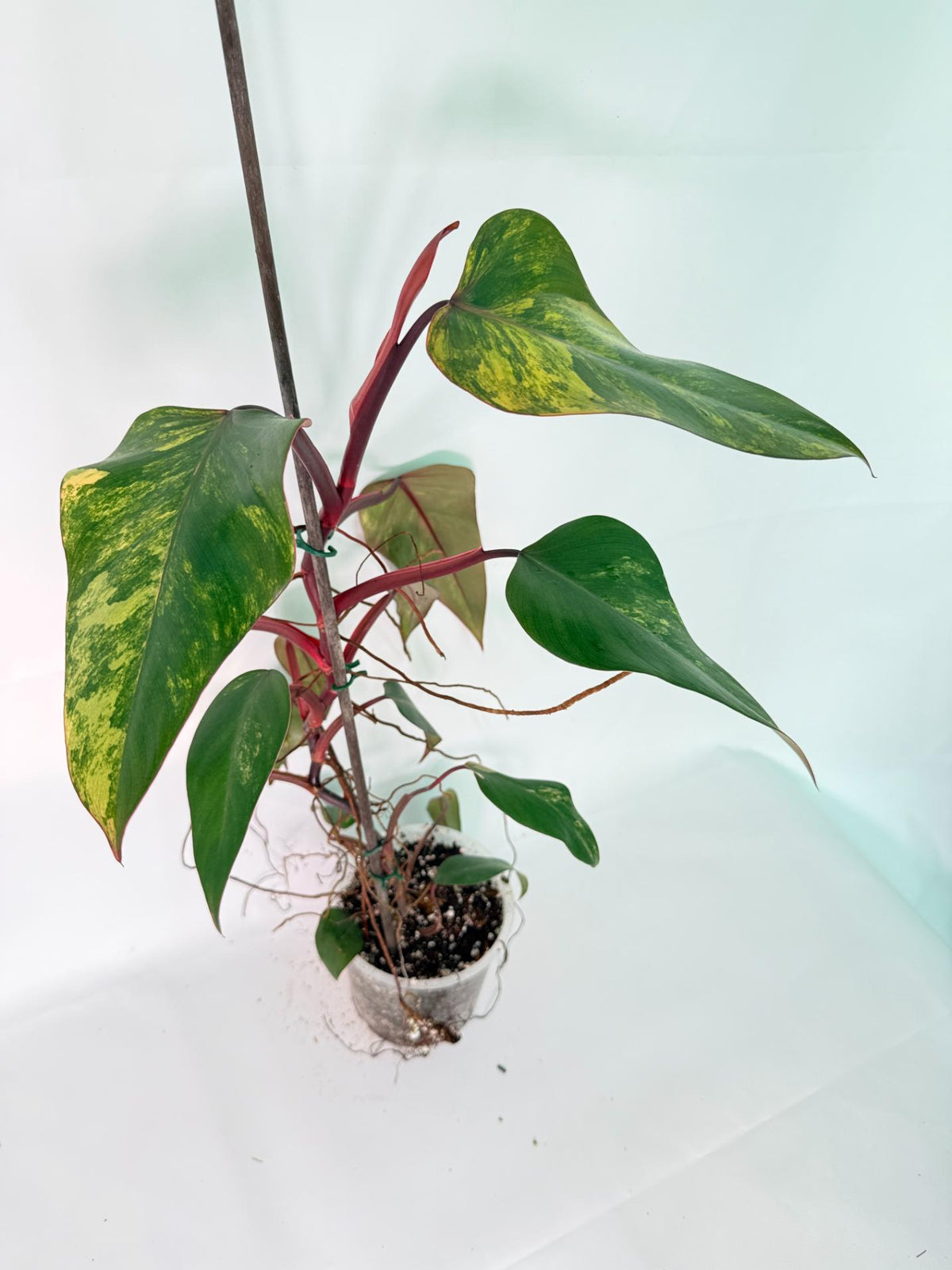 Philodendron Strawberry Shake variegata Large 02