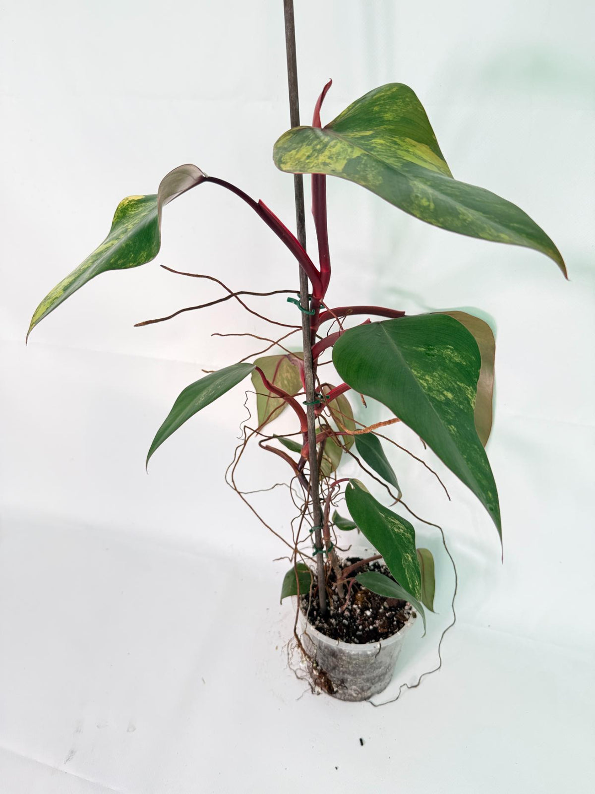 Philodendron Strawberry Shake variegata Large 03
