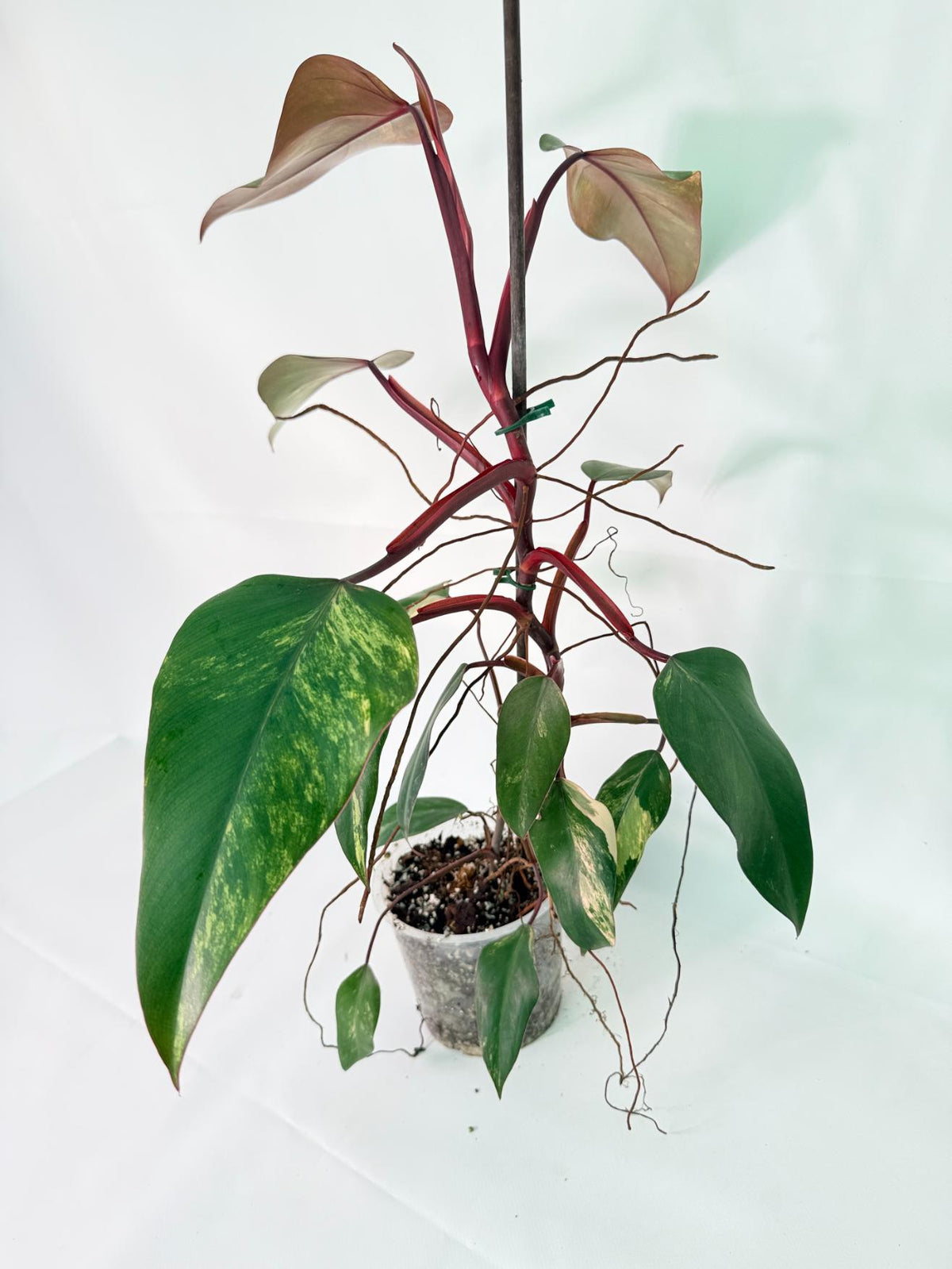 Philodendron Strawberry Shake variegata Large 04