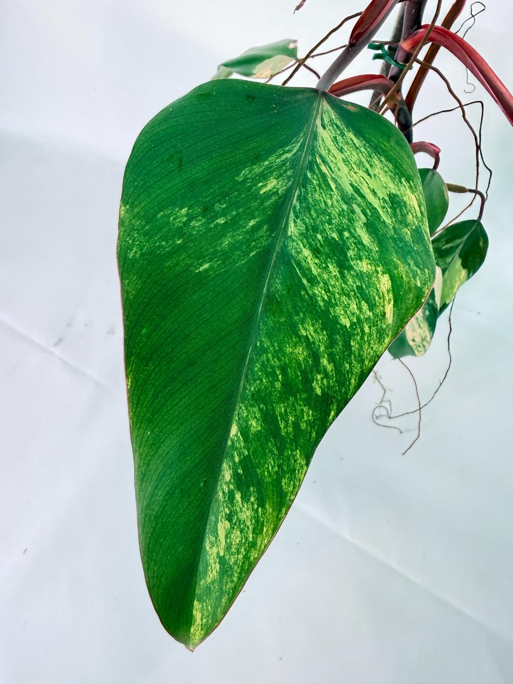 Philodendron Strawberry Shake variegata Large 05