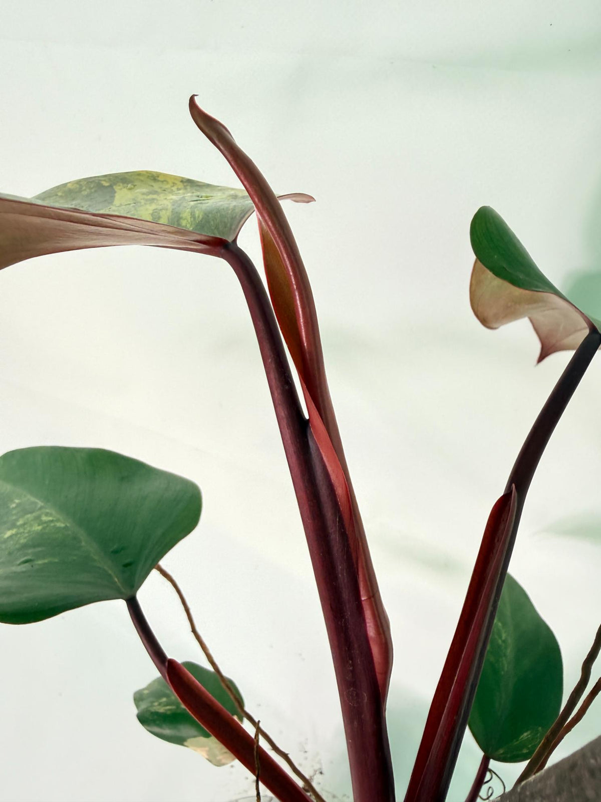 Philodendron Strawberry Shake variegata Large 07