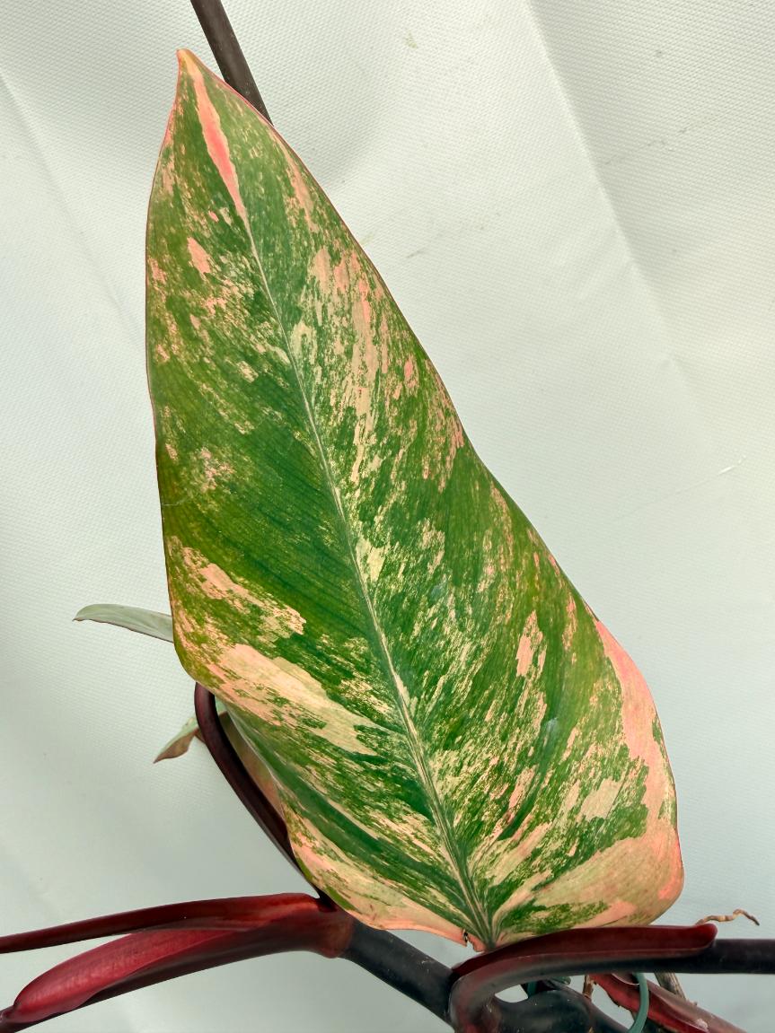 Philodendron Strawberry Shake variegata XL 08