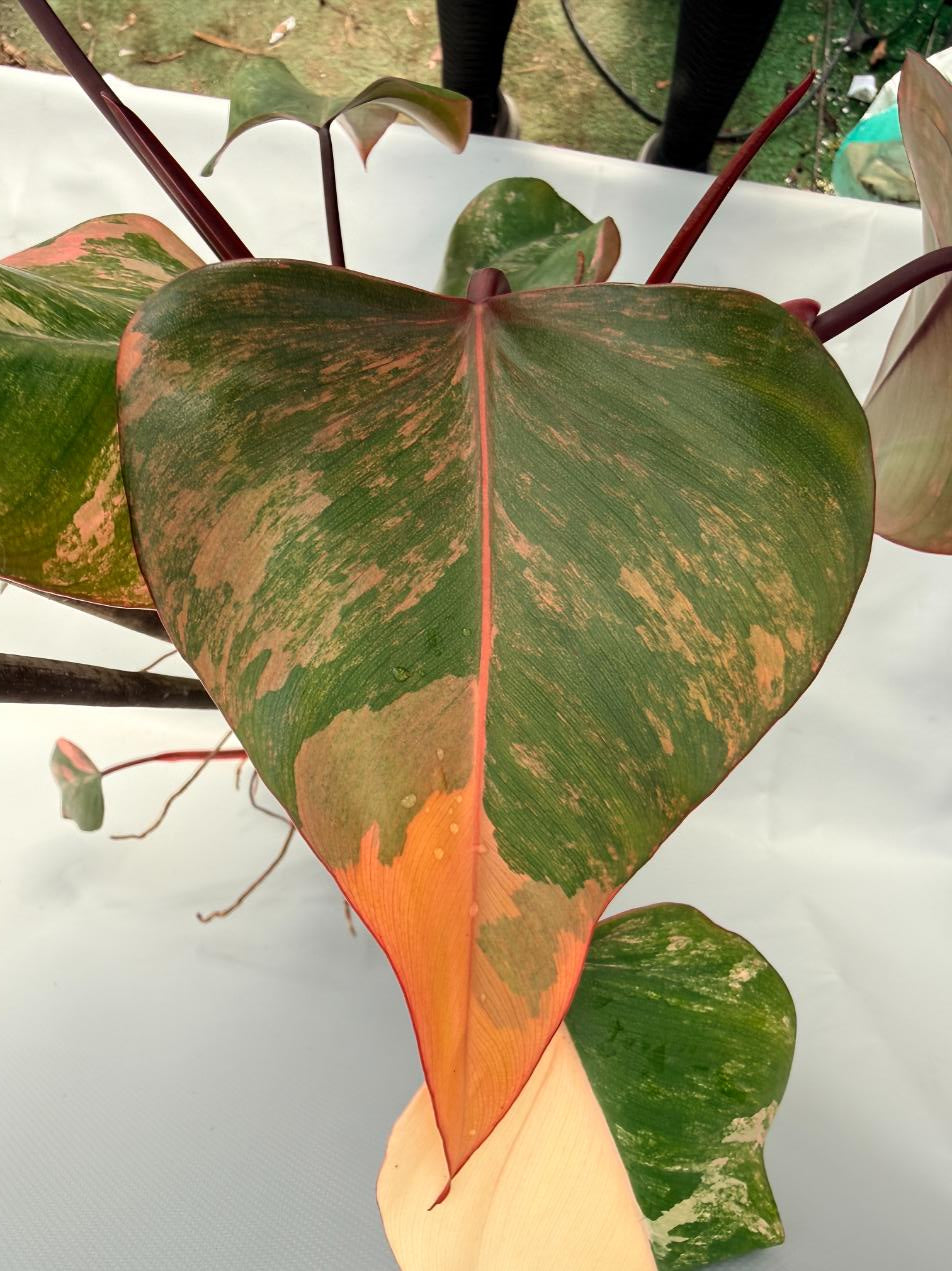 strawberry shake philodendron price philippines Philodendron Strawberry Shake variegata XL