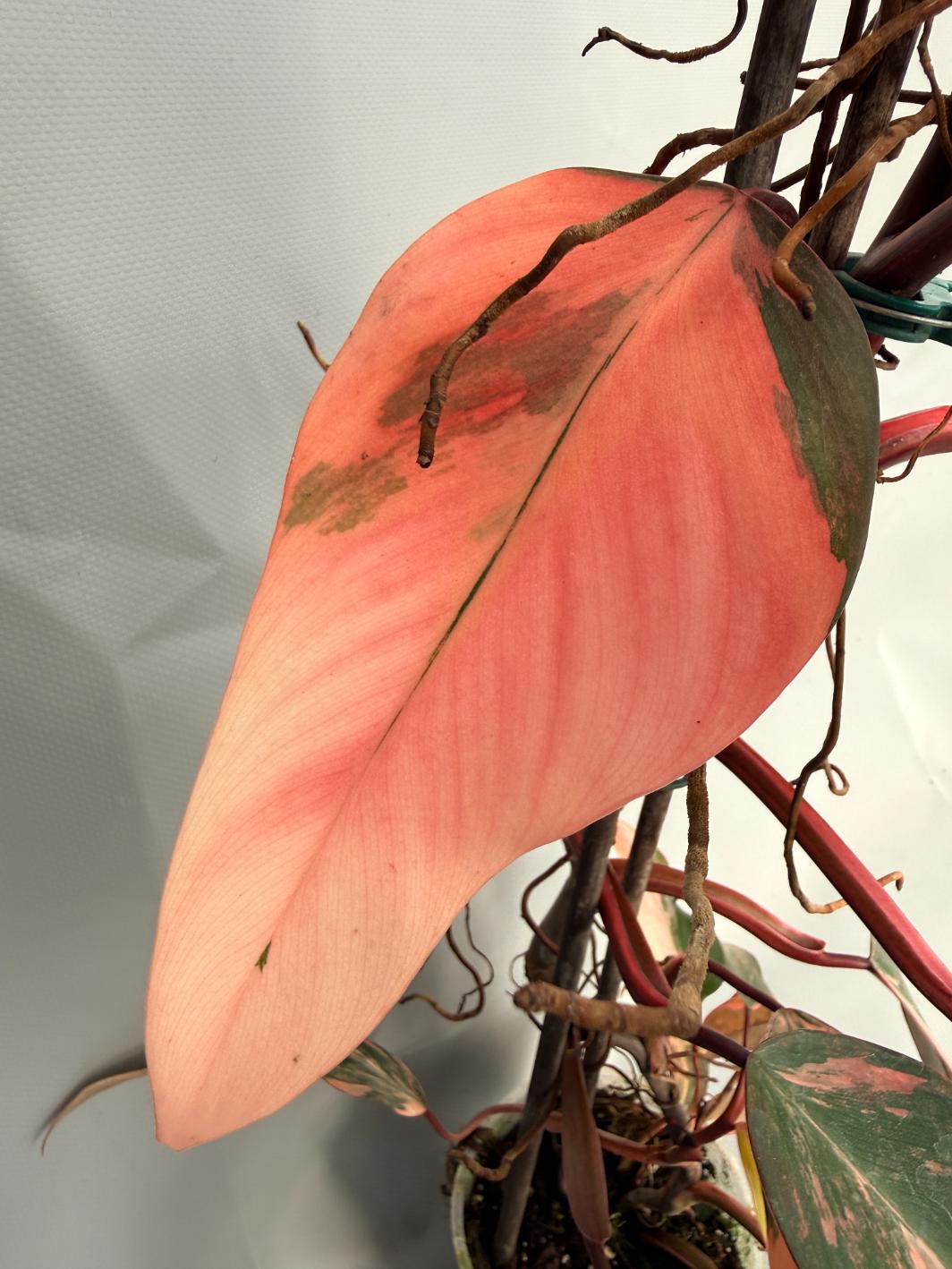Philodendron Strawberry Shake variegata XL 10