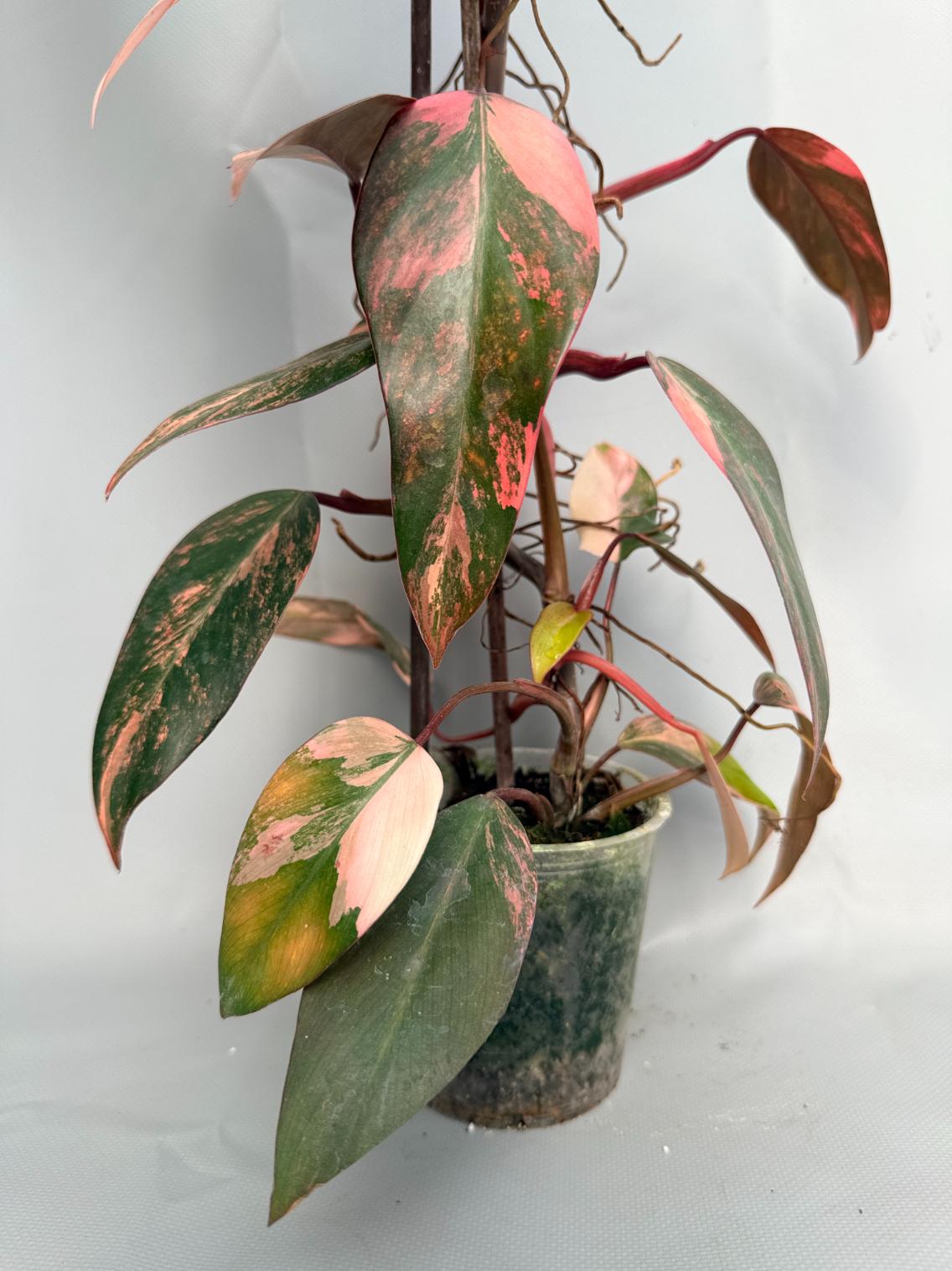 Philodendron Strawberry Shake variegata XL 11