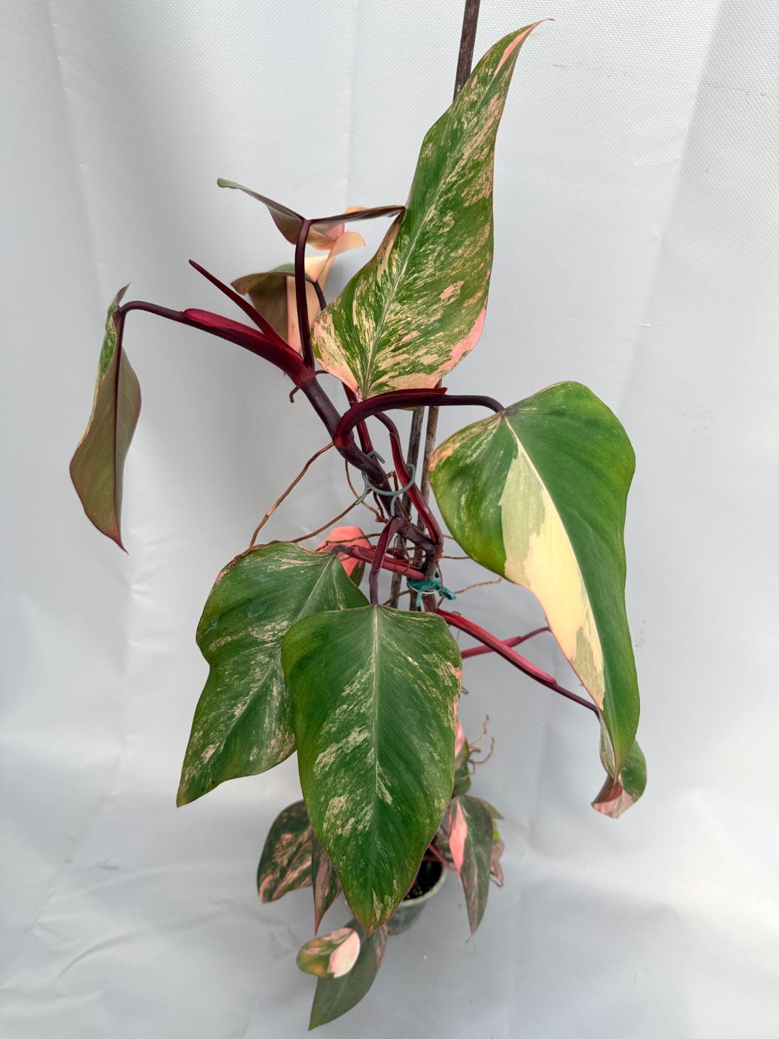 Philodendron Strawberry Shake variegata XL 12