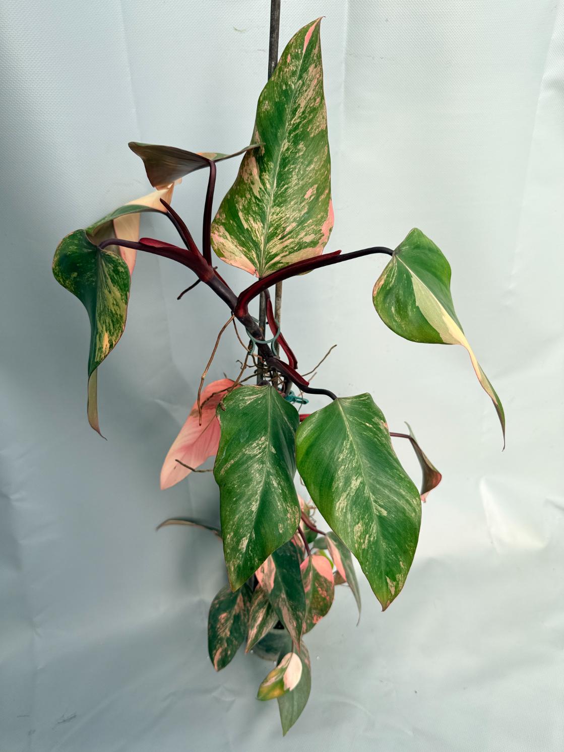 Philodendron Strawberry Shake variegata XL 13
