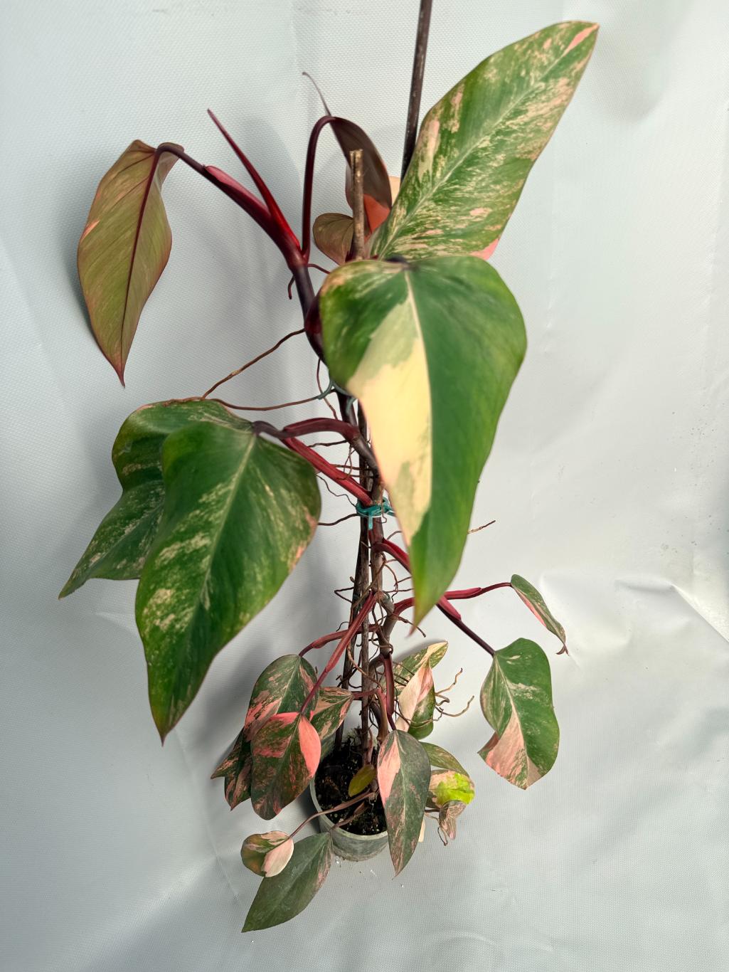 Philodendron Strawberry Shake variegata XL 02