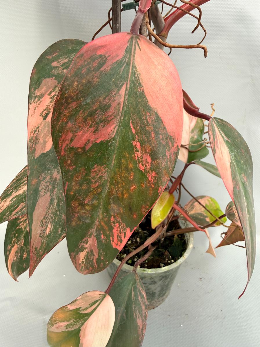 Philodendron Strawberry Shake variegata XL 03