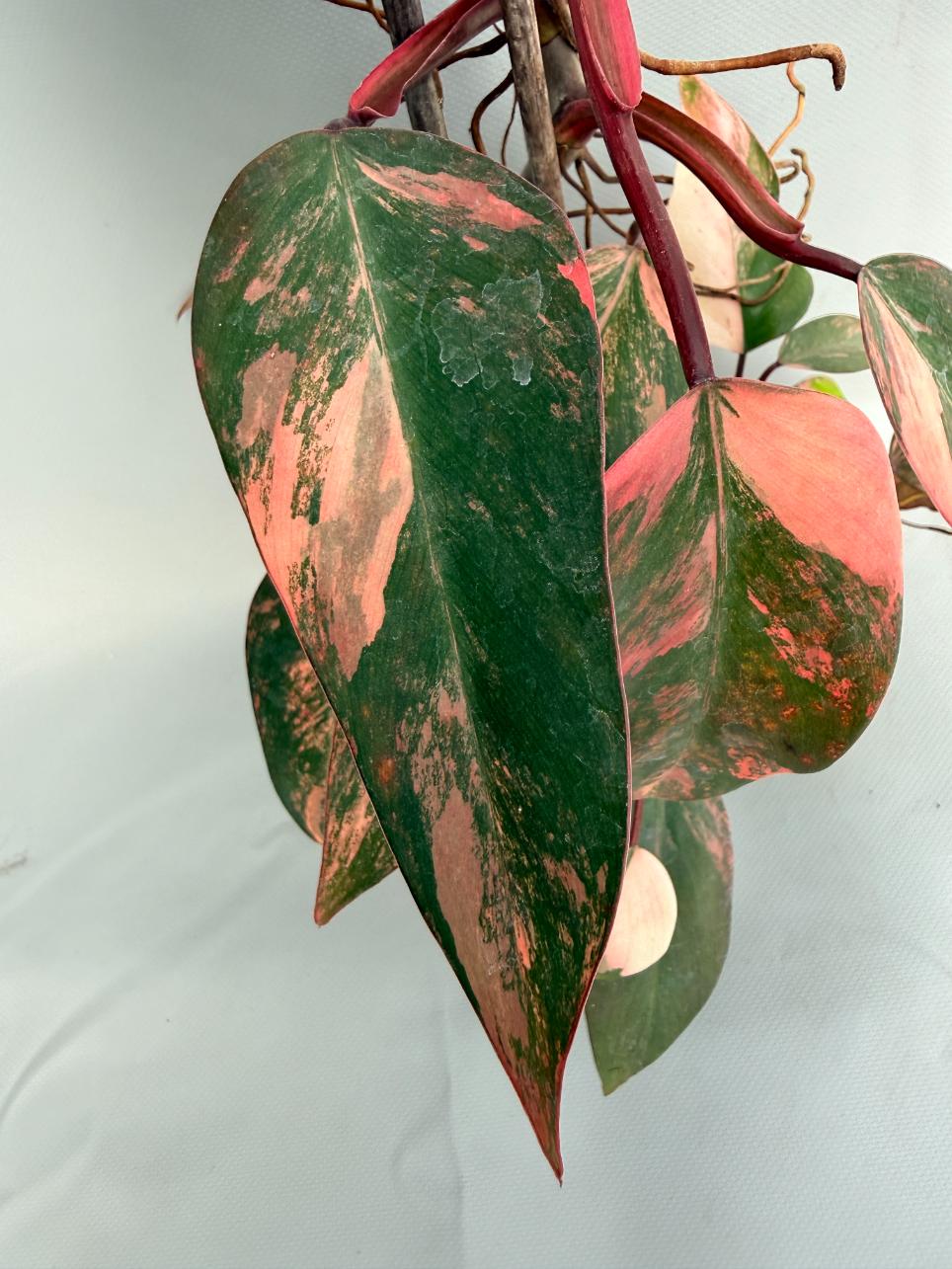 Philodendron Strawberry Shake variegata XL 04