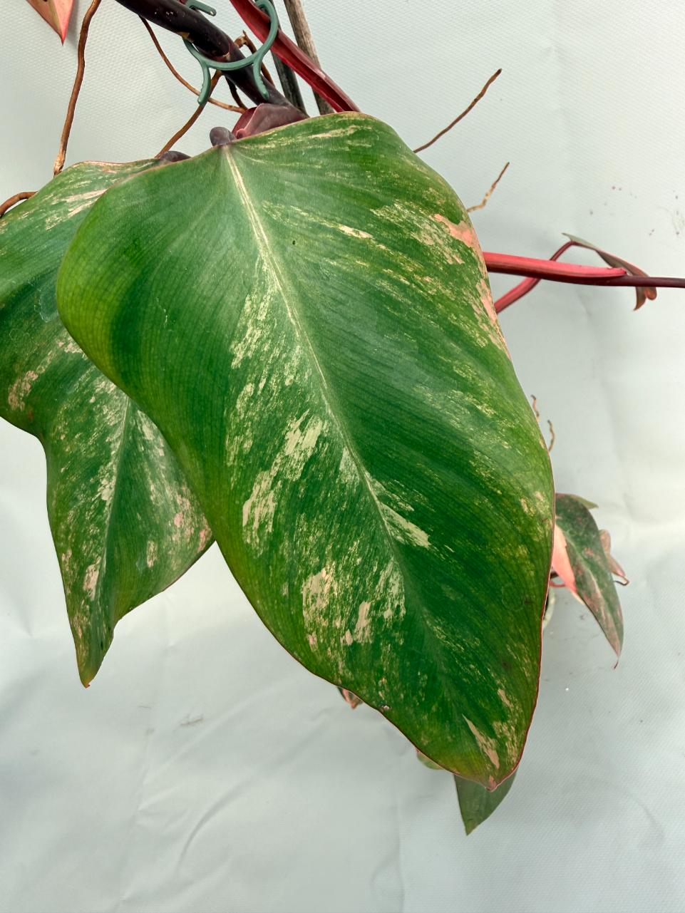 Philodendron Strawberry Shake variegata XL 05
