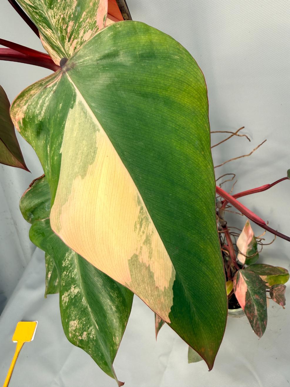 Philodendron Strawberry Shake variegata XL 06