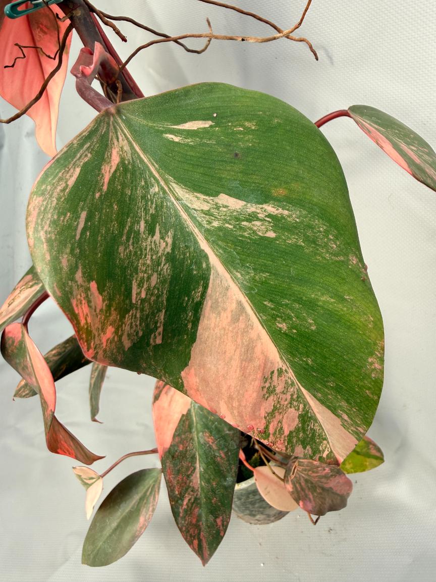 Philodendron Strawberry Shake variegata XL 07