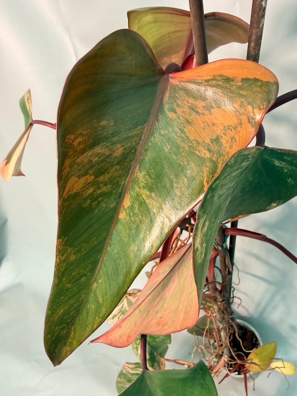 Philodendron Strawberry Shake variegata XL 08